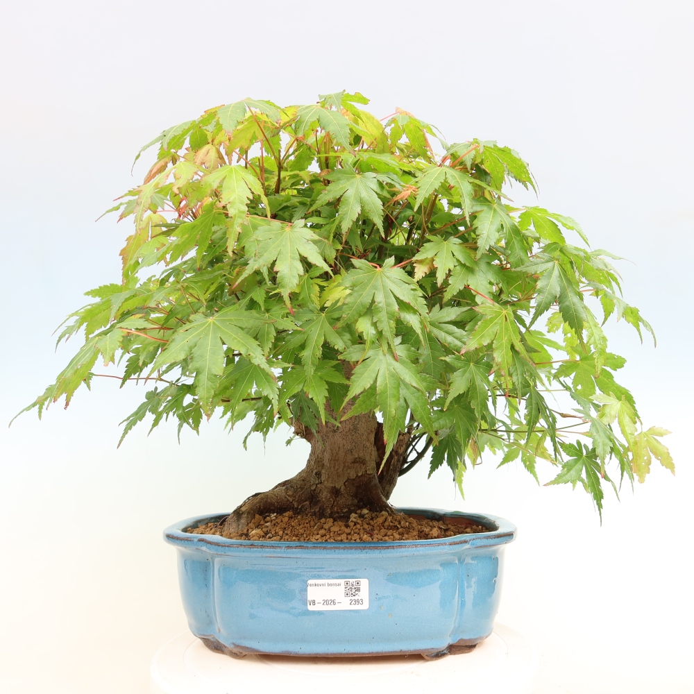 Bonsai für draußen - Ahorn Burger - Acer Burgerianum