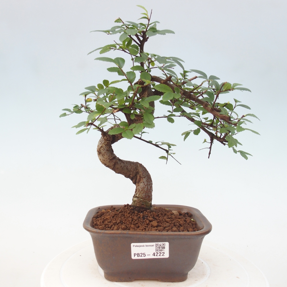 Zimmerbonsai - Ulmus parvifolia - Kleinblättrige Ulme