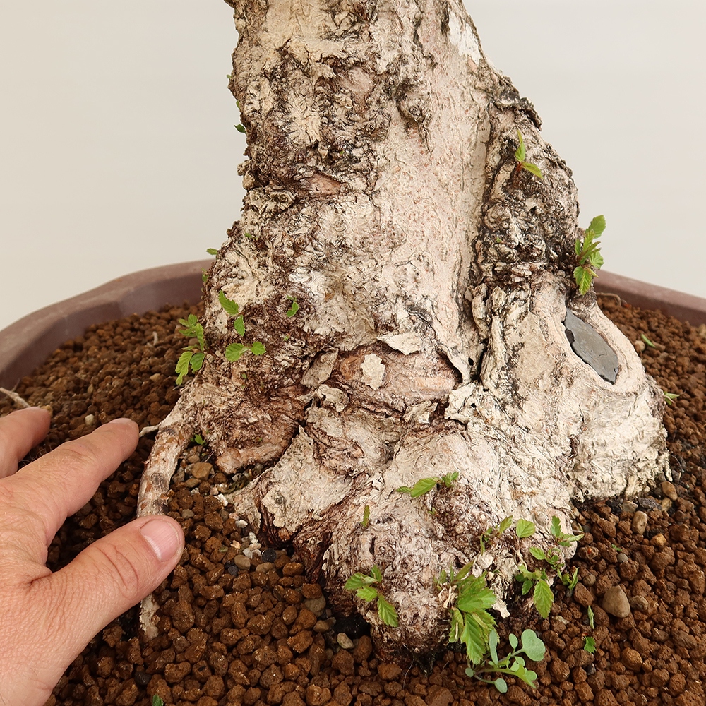 Bonsai im Freien - Carpinus Coreana - Koreanische Hainbuche
