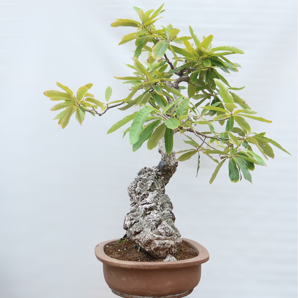 Bonsai für den Außenbereich – Quercus castaneifolia – Kastanienblättrige Eiche