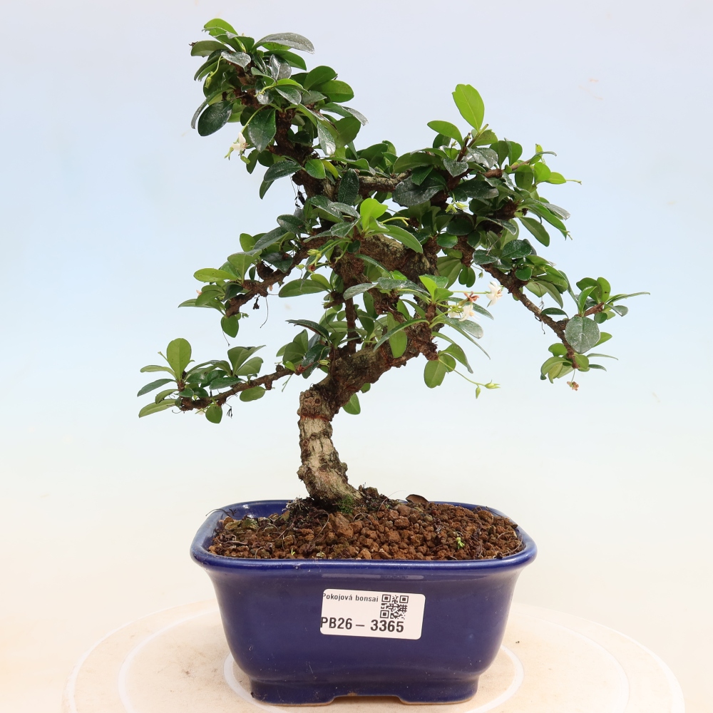 Zimmer-Bonsai - Carmona macrophylla - Tee-Fuki