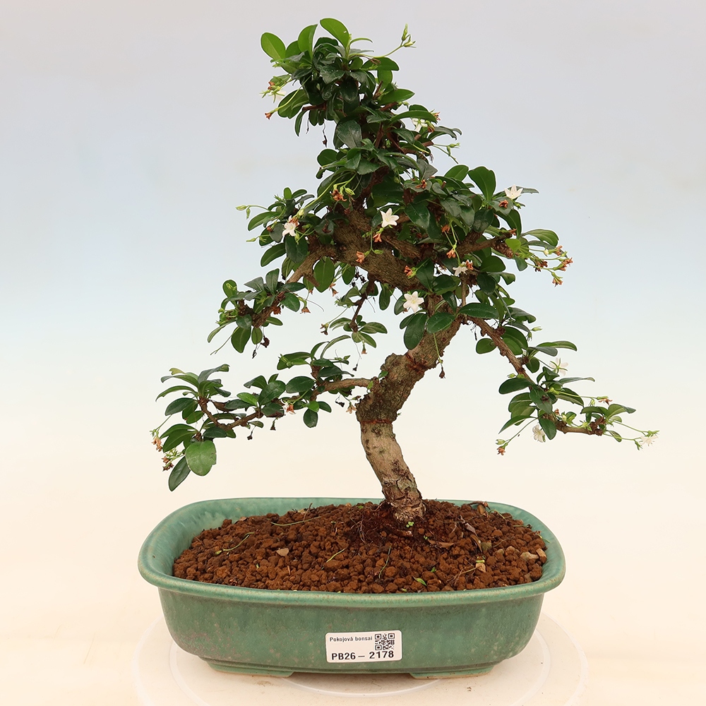 Zimmer-Bonsai - Carmona macrophylla - Tee-Fuki