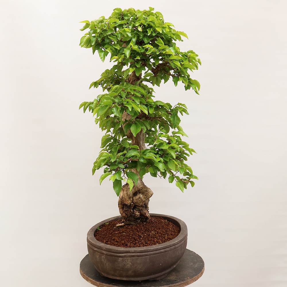 Bonsai im Freien - Carpinus Coreana - Koreanische Hainbuche