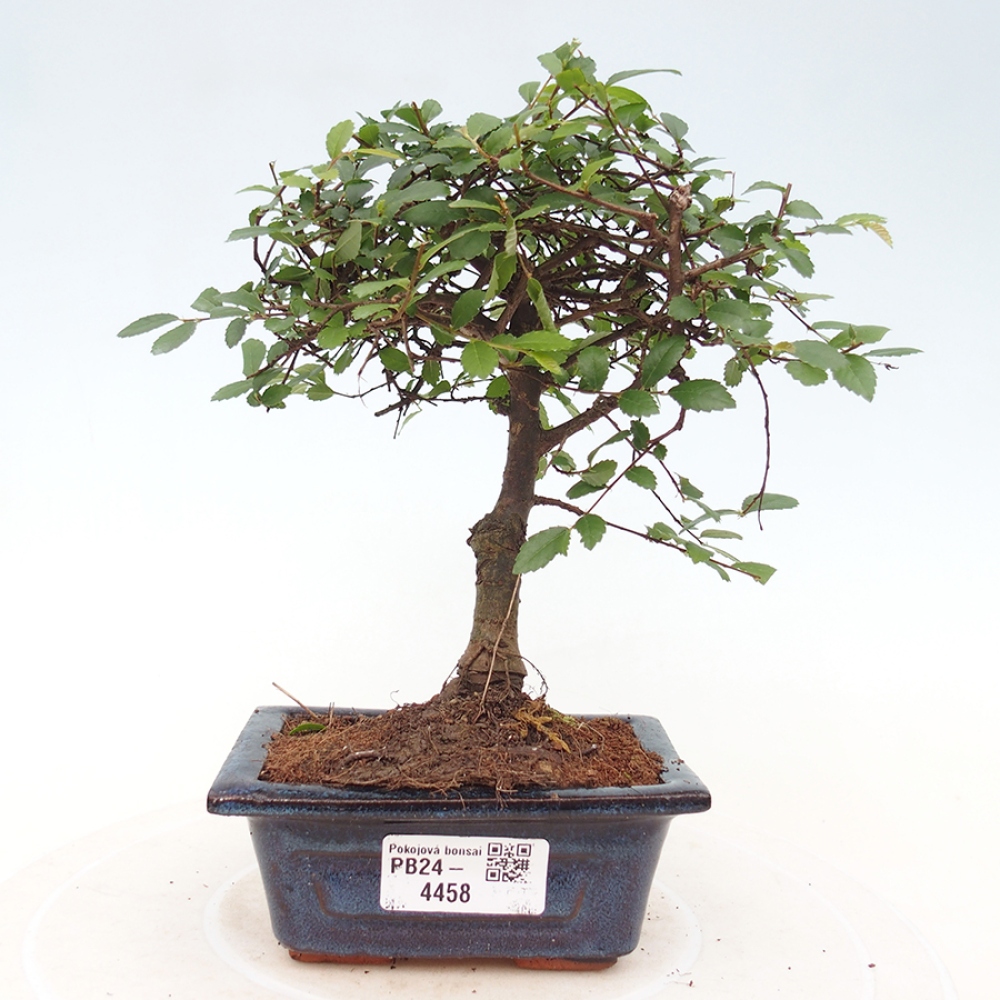 Zimmerbonsai - Ulmus parvifolia - Kleinblättrige Ulme