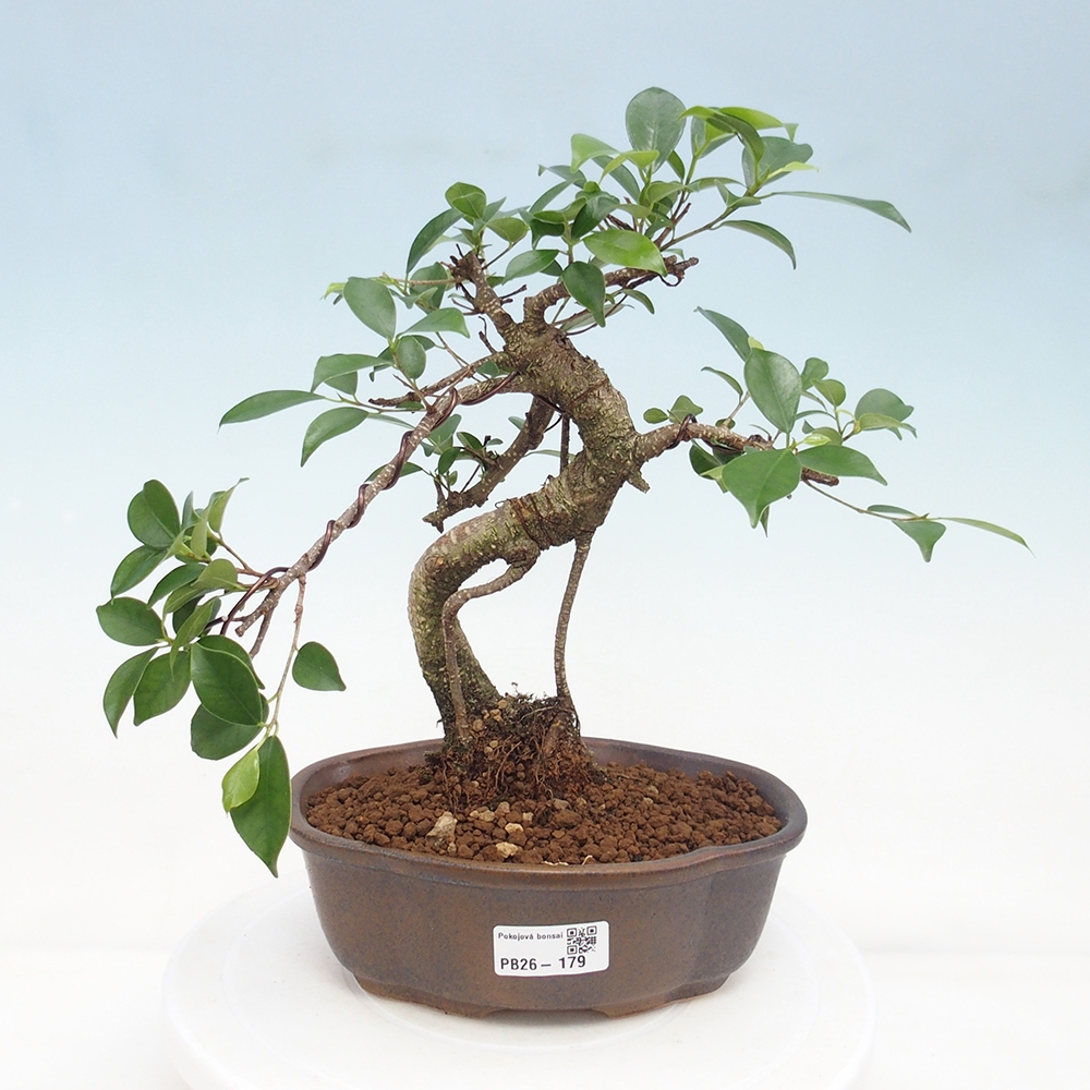 Zimmerbonsai - Ficus retusa - Kleinblättriger Ficus