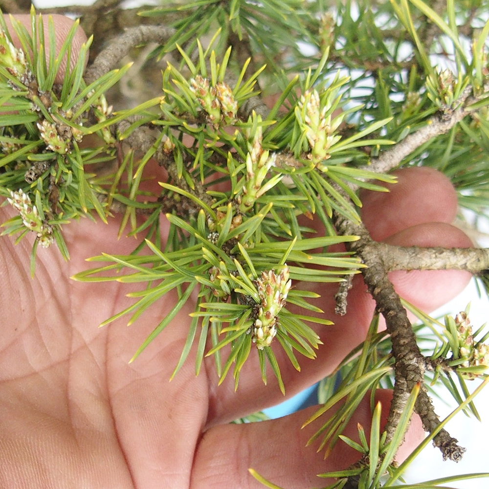 Yamadori - Pinus sylvestris 
