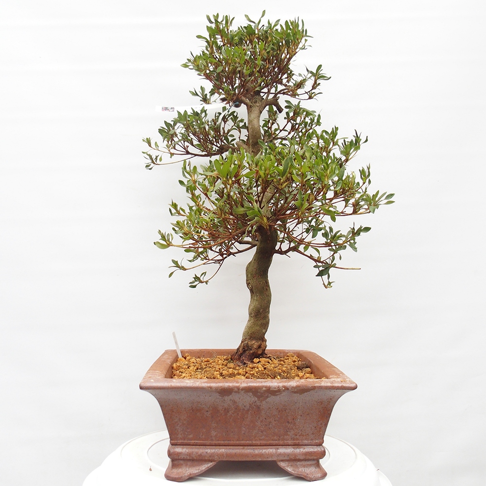 Bonsai für draußen - Japanische Azalee - Azalee CHIHIRO