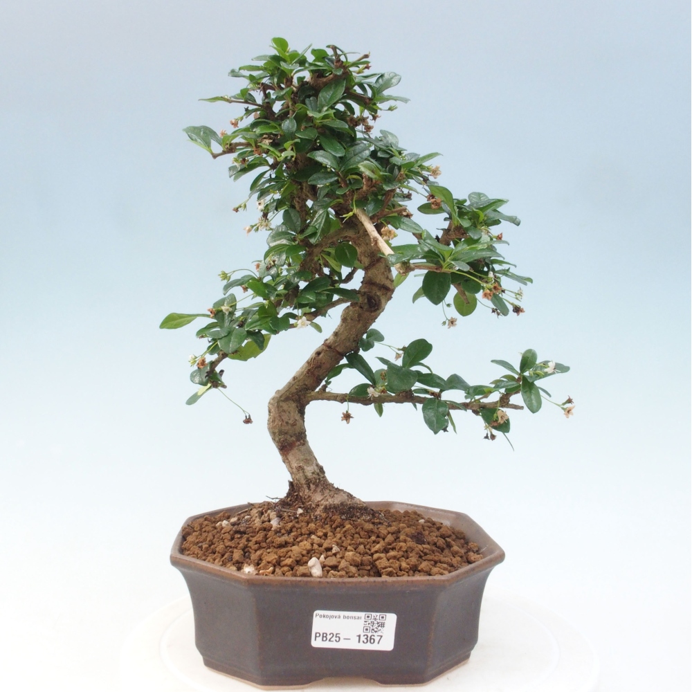 Zimmer Bonsai - Carmona macrophylla - Tea Fuki