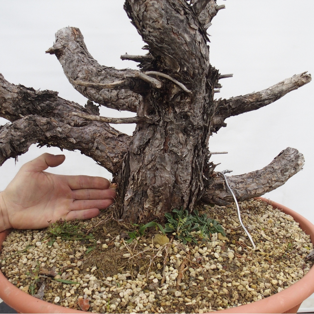Yamadori - Pinus sylvestris Spanien