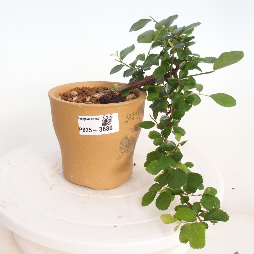 Zimmerbonsai - Grewia occidentalis - Lavendel Seestern