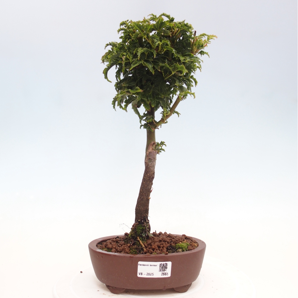 Bonsai im Freien - Acer palmatum Shishigashira-Ahorn