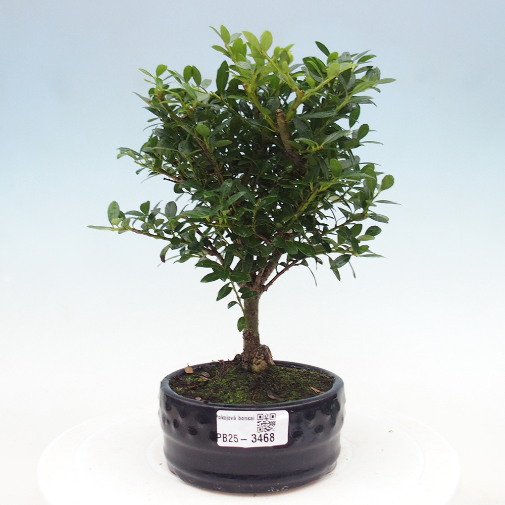 Zimmer Bonsai - Ilex crenata - Stechpalme