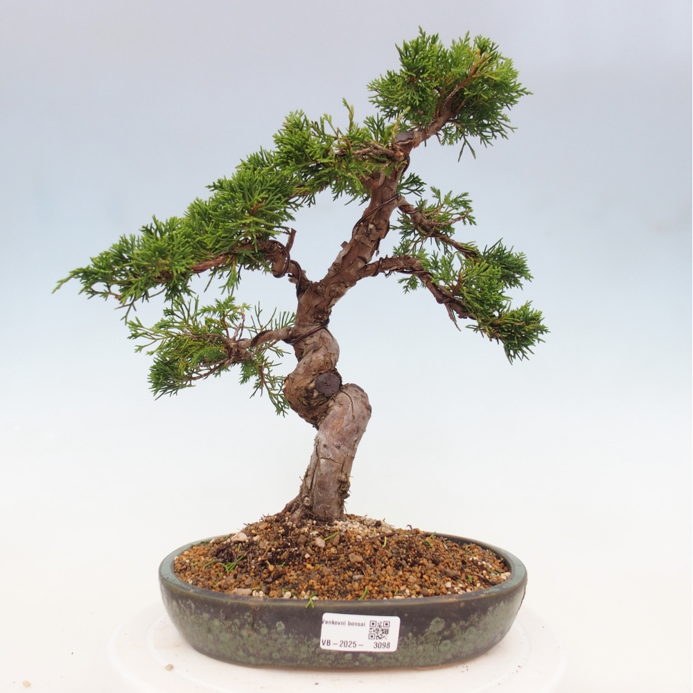 Outdoor bonsai - Juniperus chinensis Itoigawa - Chinese juniper