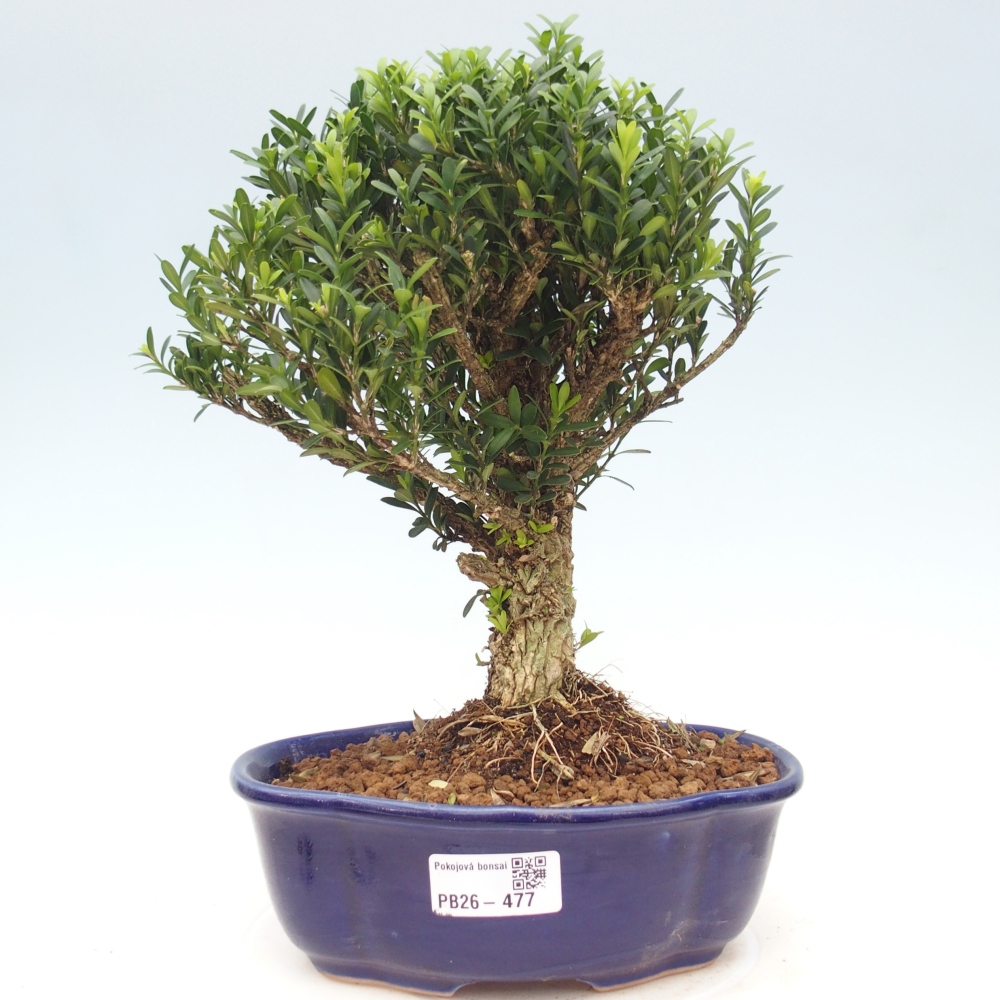 Zimmer Bonsai - Buxus harlandii - Korkbuxus