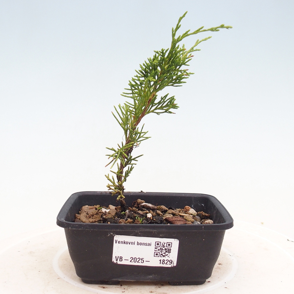 Outdoor bonsai - Juniperus chinensis Itoigawa - Chinese juniper
