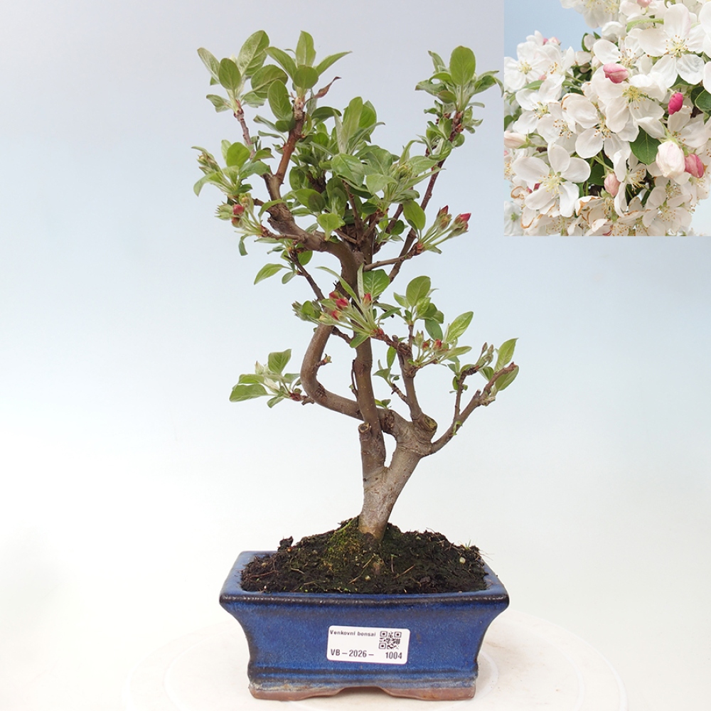 Outdoor-Bonsai -Malus halliana - Kleinfrüchtiger Apfelbaum