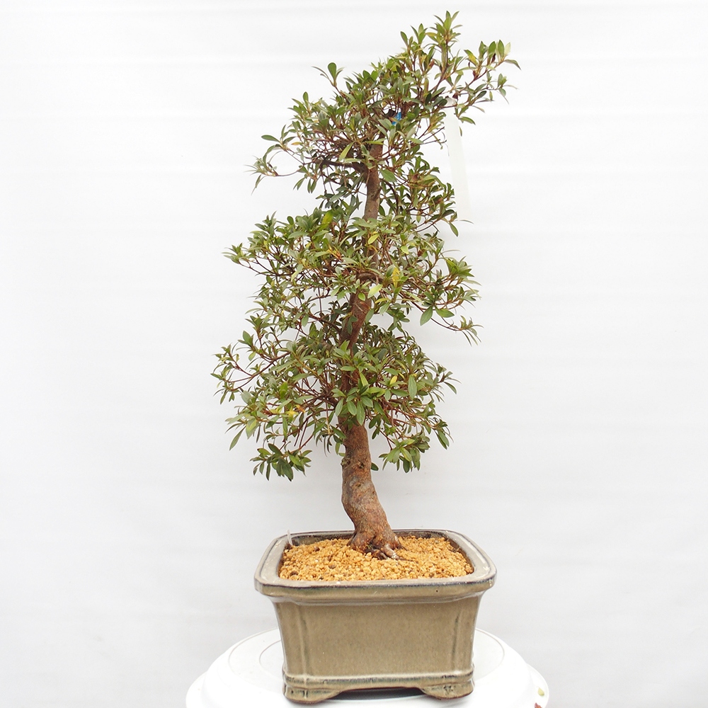 Bonsai für draußen - Japanische Azalee - Azalee Haruurara