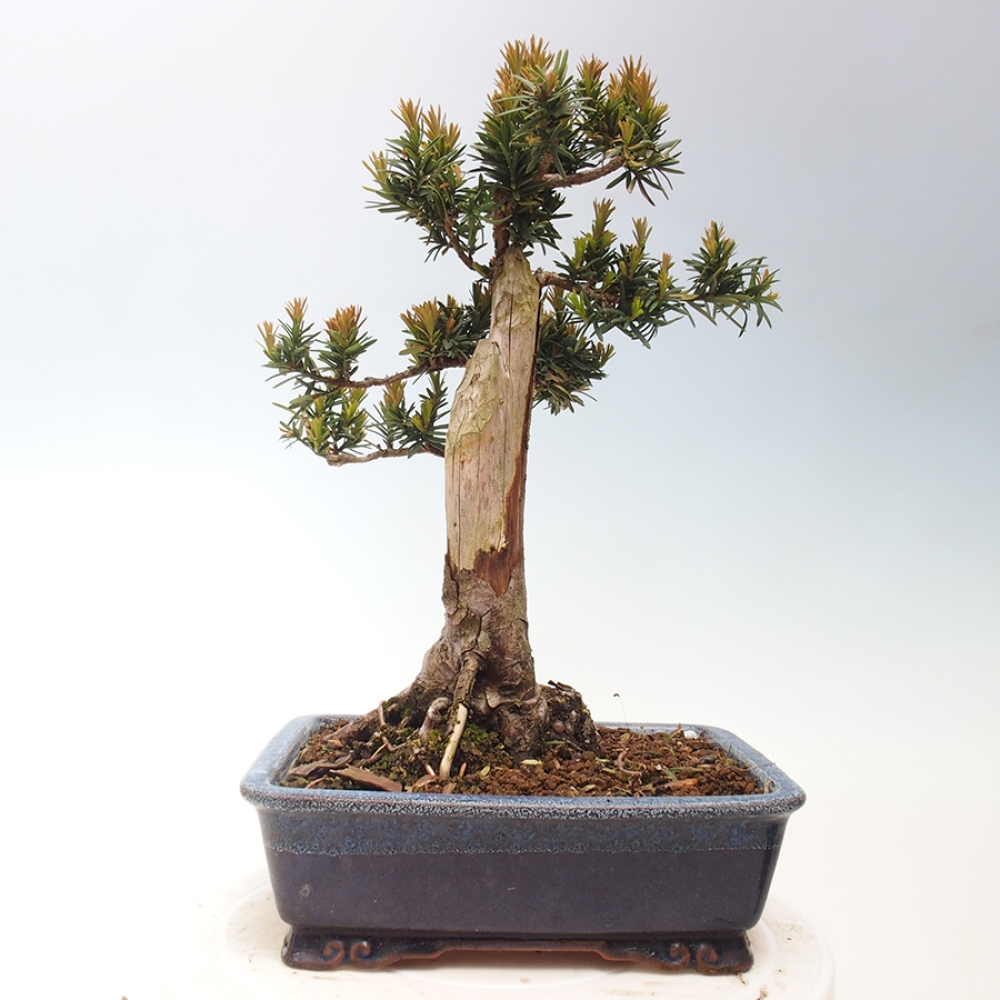 Bonsai im Freien - Taxus cuspidata - Japanische Eibe