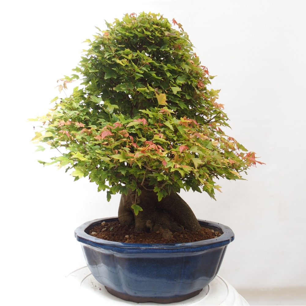 Bonsai im Freien - Ahorn Buergerianum - Burger Maple