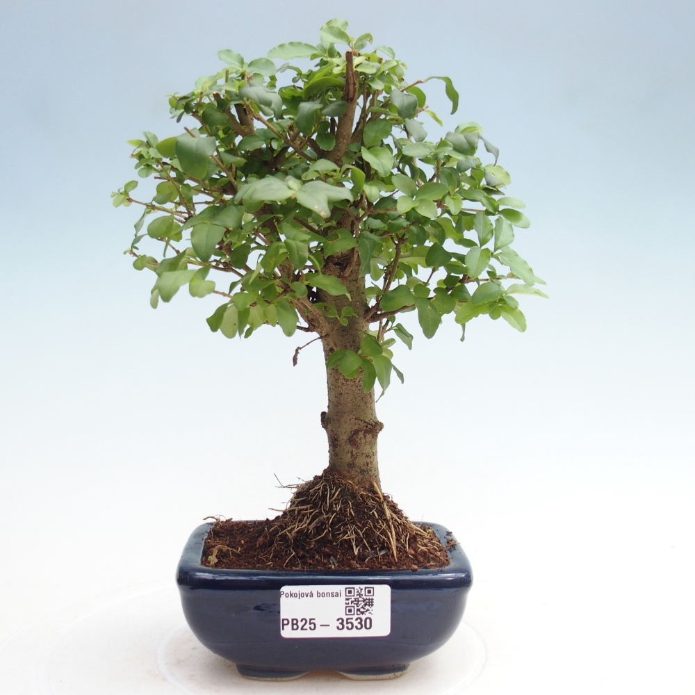 Zimmer Bonsai -Ligustrum chinensis - Vogelschnabel