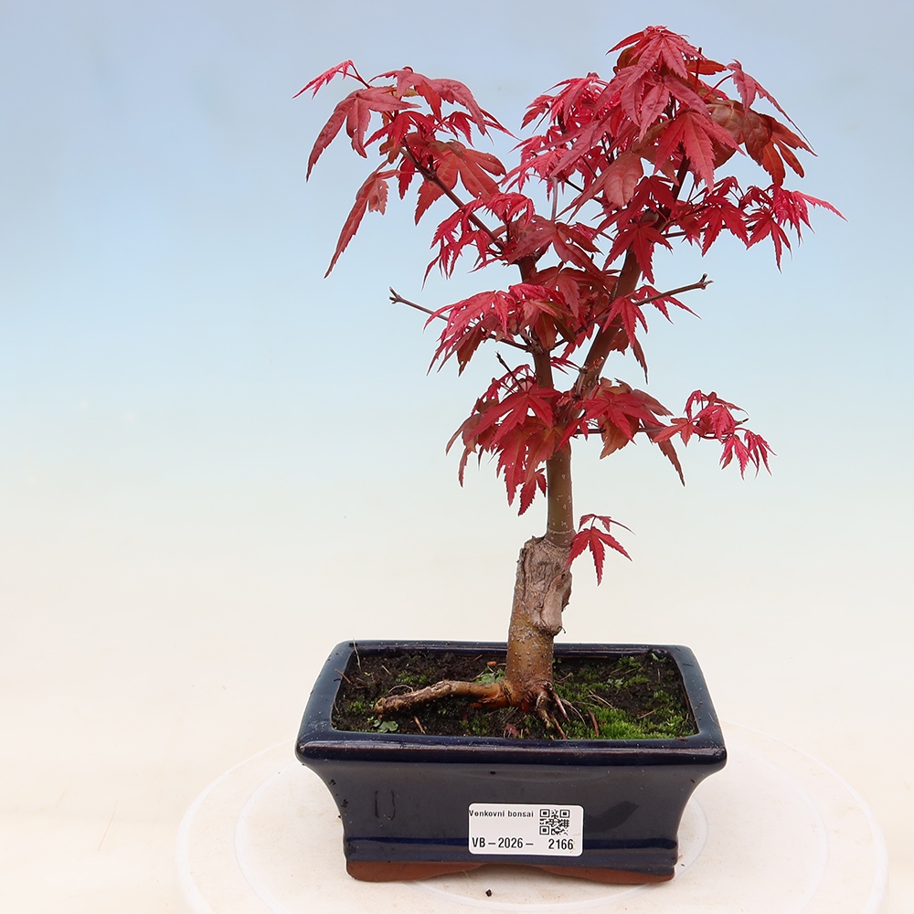 Bonsai für draußen - Acer palmatum DESHOJO