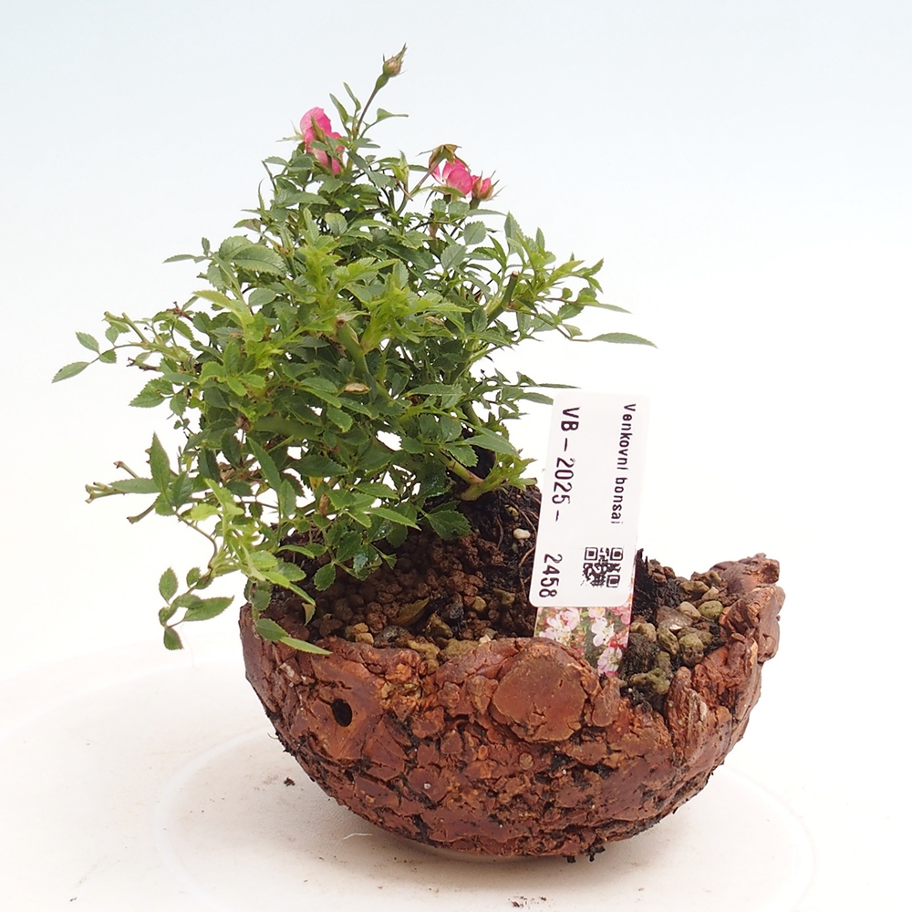 Bonsai im Freien - Rosa Cutie Pie - Rosen