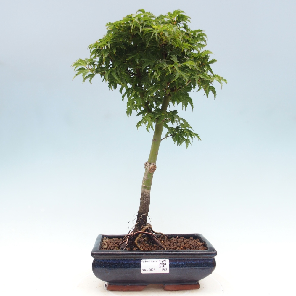 Bonsai im Freien - Acer palmatum Shishigashira-Ahorn