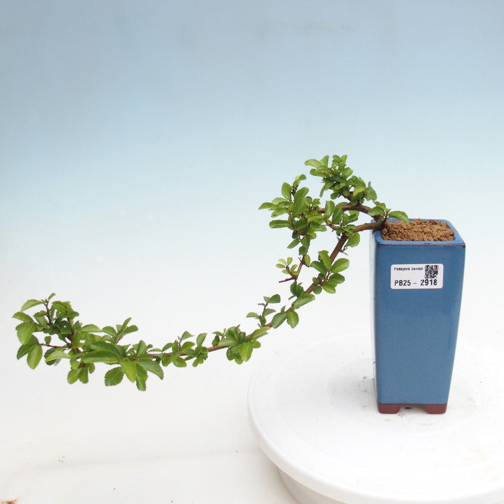 Zimmerbonsai - Grewia occidentalis - Lavendelstern
