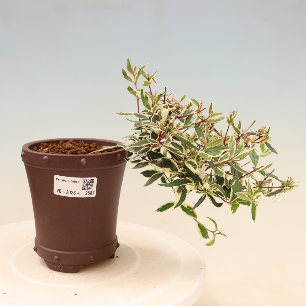 Bonsai für den Außenbereich – Abelia gr. Confetti – Großblütige Abelie