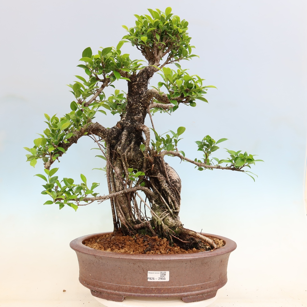 Zimmerbonsai - Ficus kimmen - Kleinblättriger Ficus