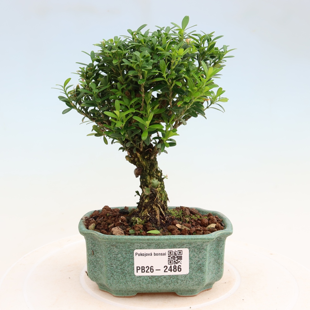 Zimmer Bonsai - Buxus harlandii - Korkbuxus