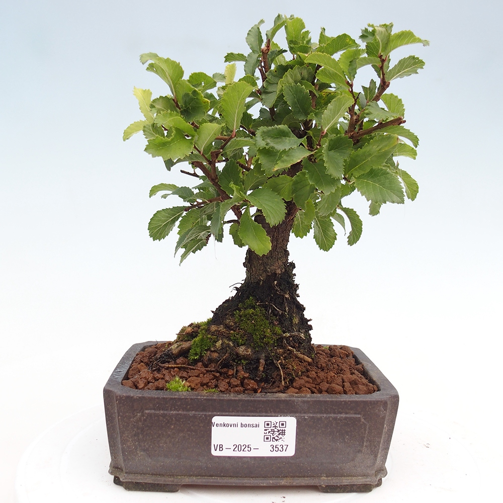 Bonsai im Freien - Zelkova - Zelkova NIRE