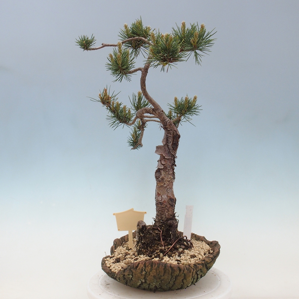 Bonsai im Freien - Pinus Sylvestris - Waldkiefer