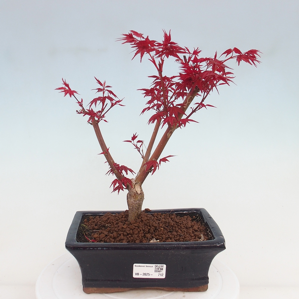 Outdoor bonsai - dlanitolistý klon - Acer palmatum DESHOJO