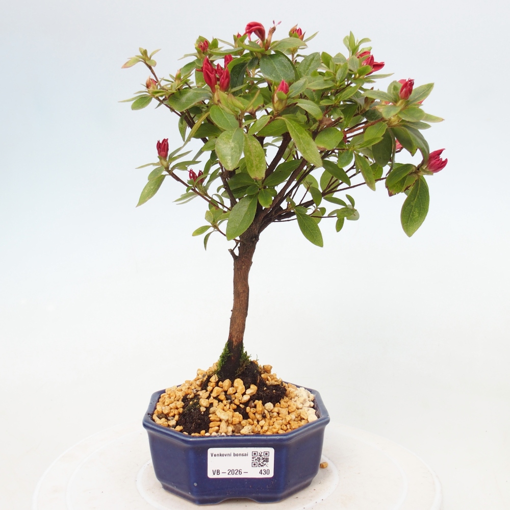 Bonsai für draußen - Japanische Azalee - Azalea sp.