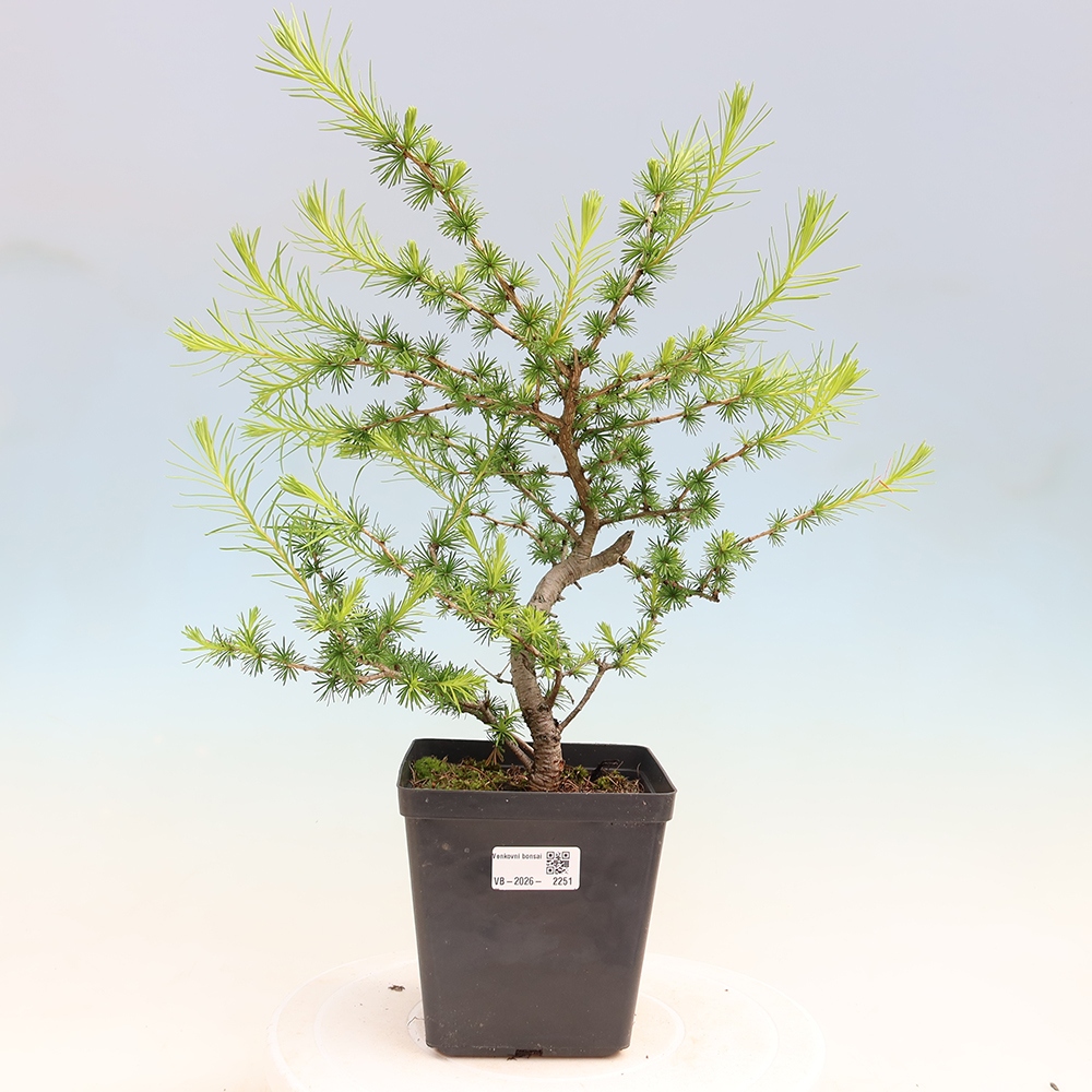 Bonsai für draußen -Larix decidua - Lärche