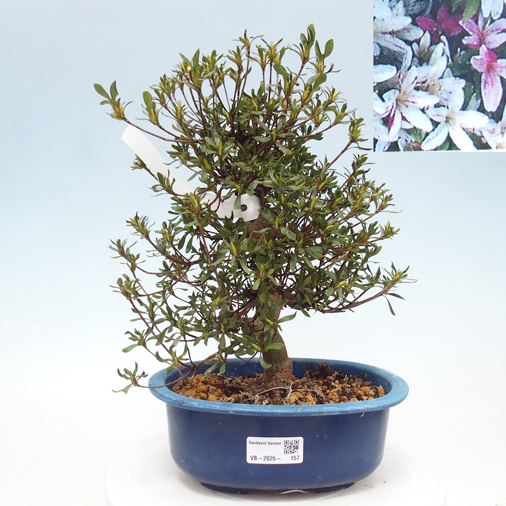 Bonsai für draußen - Japanische Azalee - Azalea Ryusen