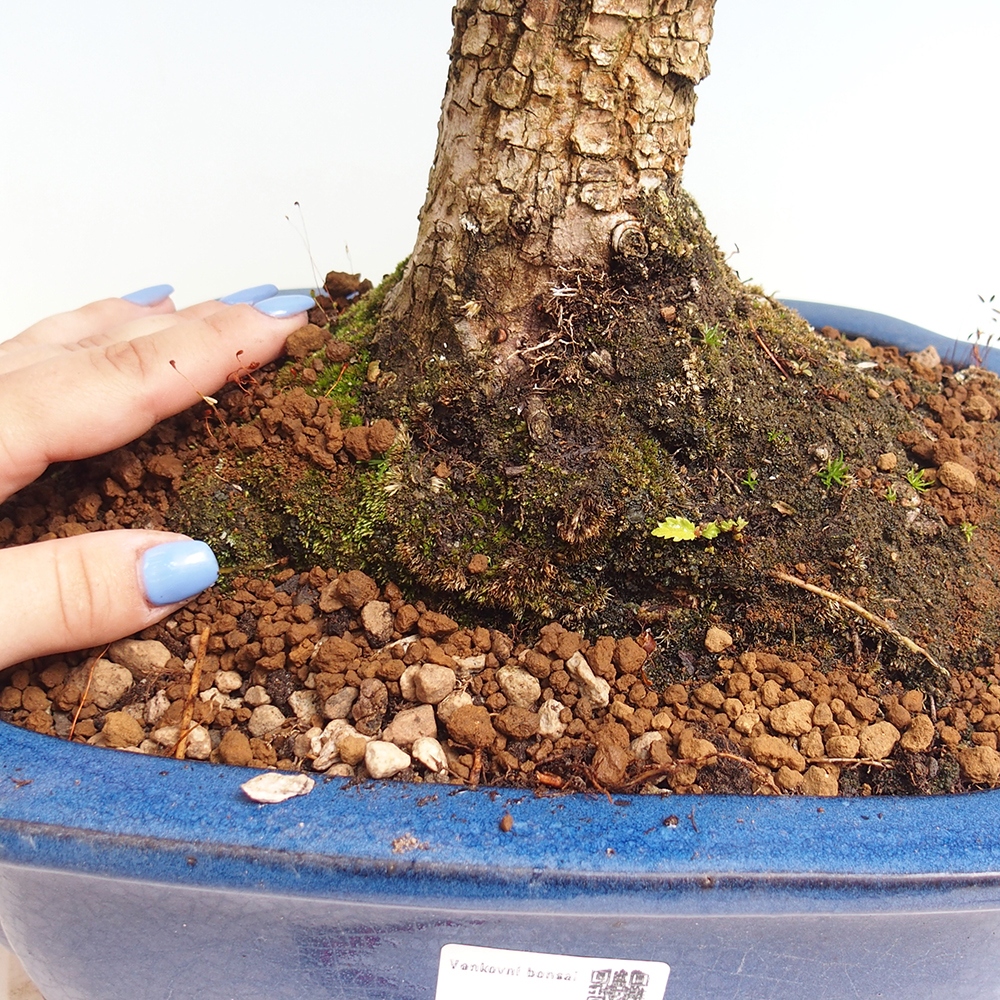 Bonsai im Freien - Zelkova - Zelkova NIRE
