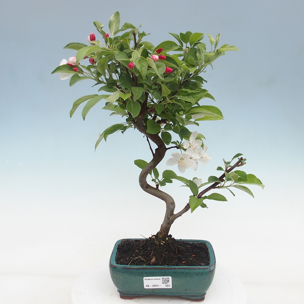 Bonsai im Freien - Malus halliana - Kleinfruchtiger Apfelbaum