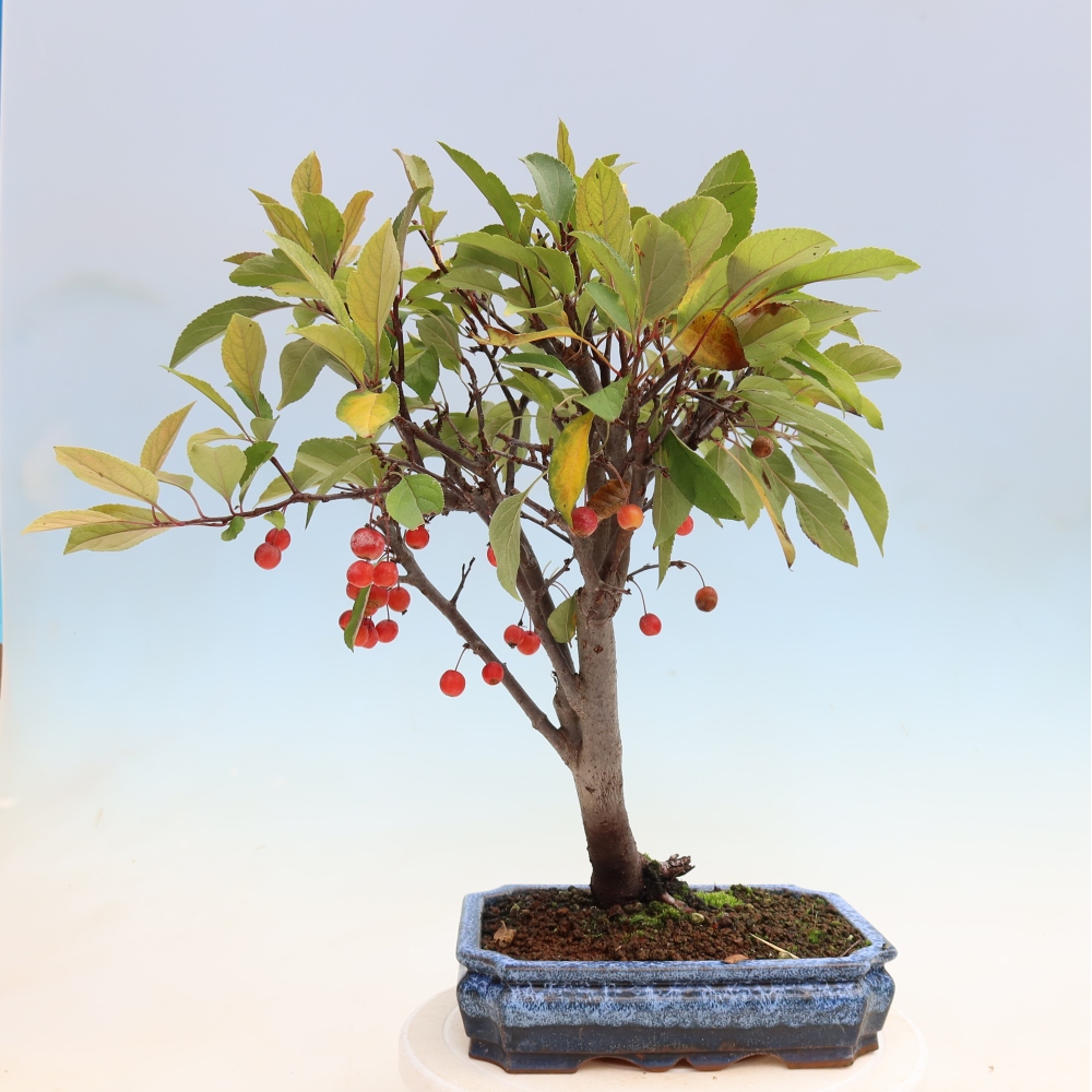 Outdoor-Bonsai -Malus domestica - Kleinfrüchtiger rotblättriger Apfelbaum