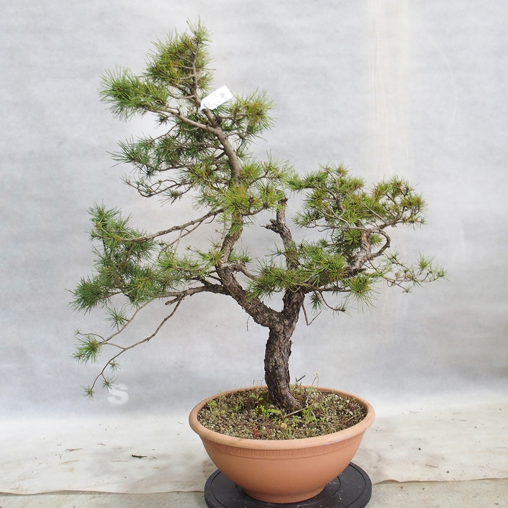 Yamadori - Pinus sylvestris 