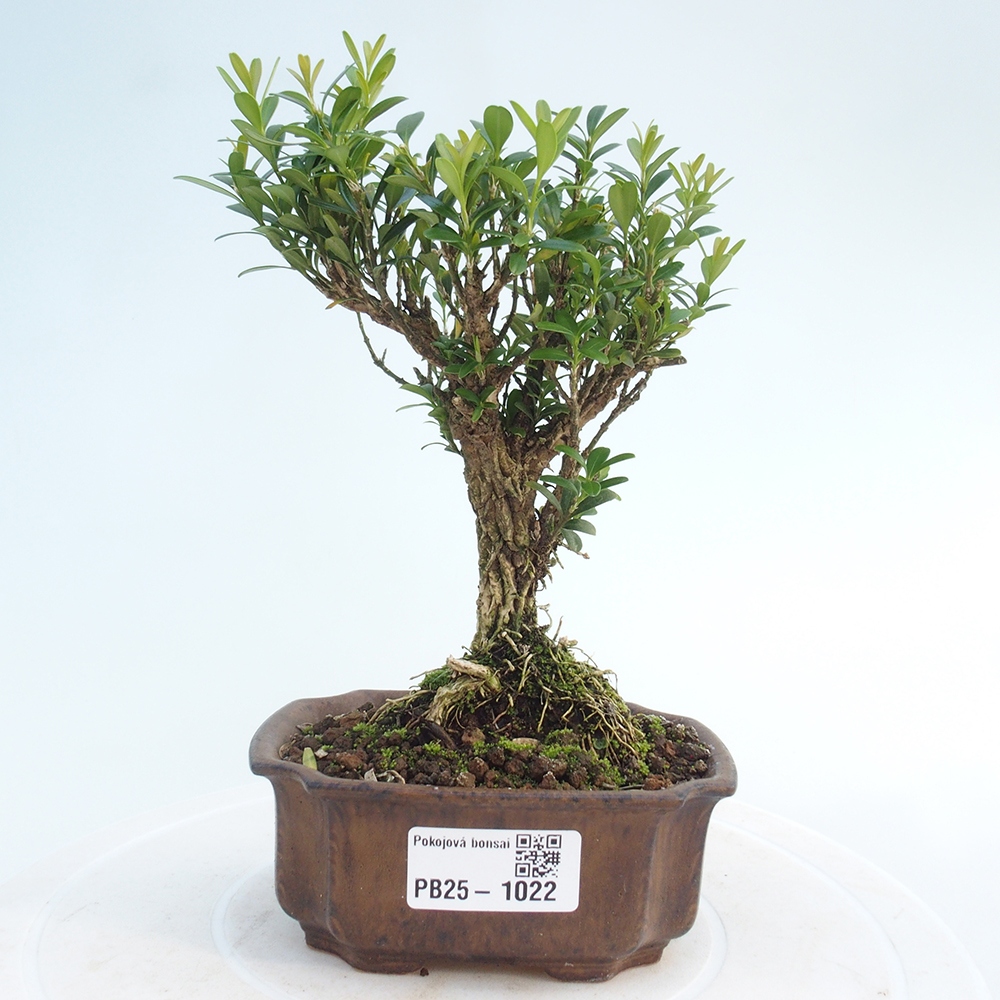 Zimmerbonsai - Buxus harlandii - Korkbuchsbaum