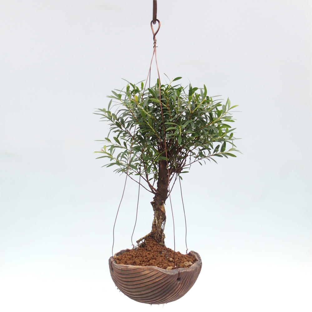 Kokedama aus Keramik – Syzygium – Piment
