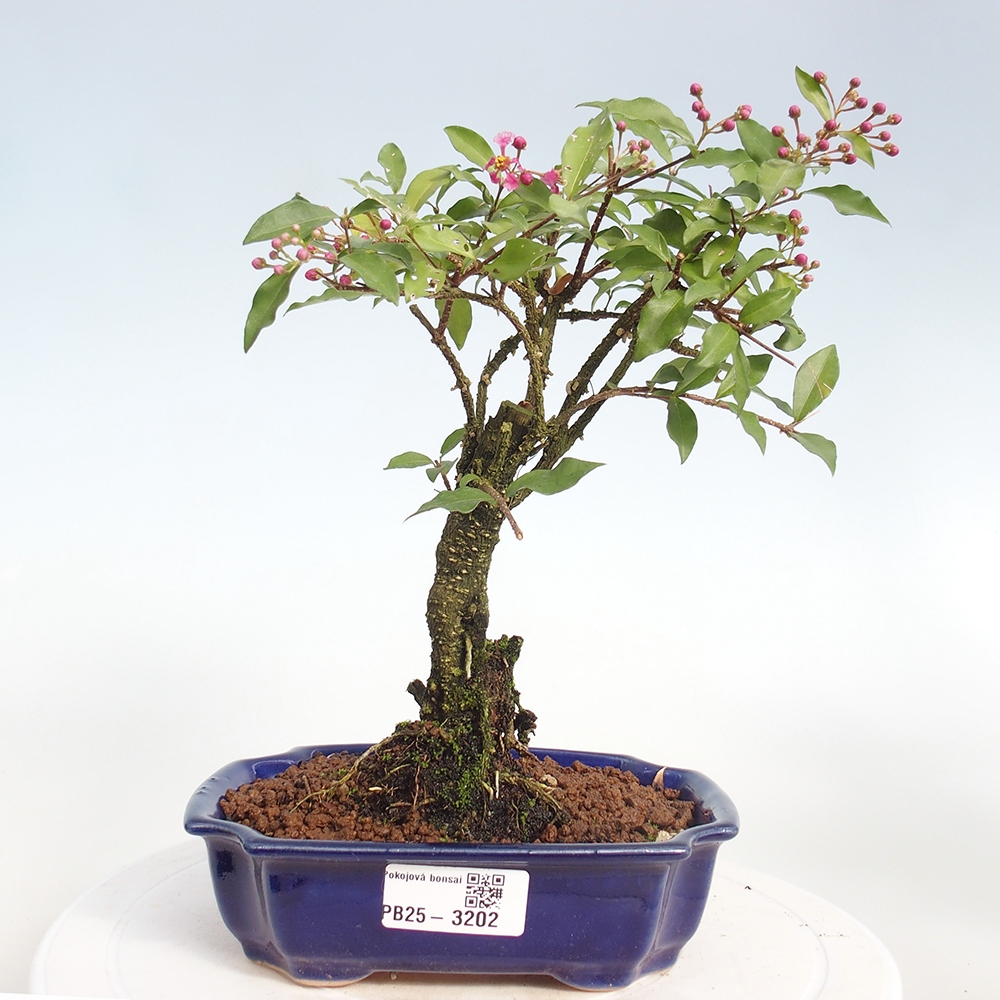 Zimmerbonsai - Malpighia coccigera - Barbdor-Kirsche