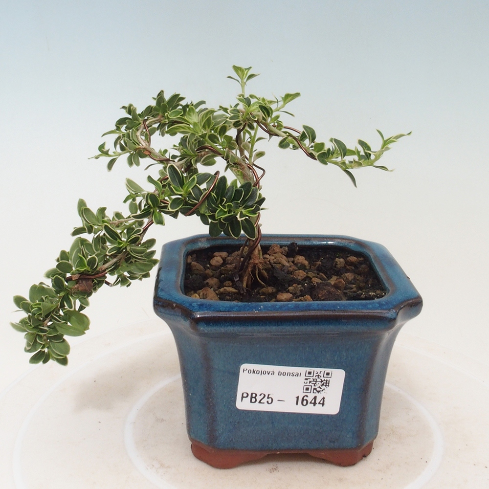 Zimmerbonsai - Serissa foetida Variegata - Baum der tausend Sterne