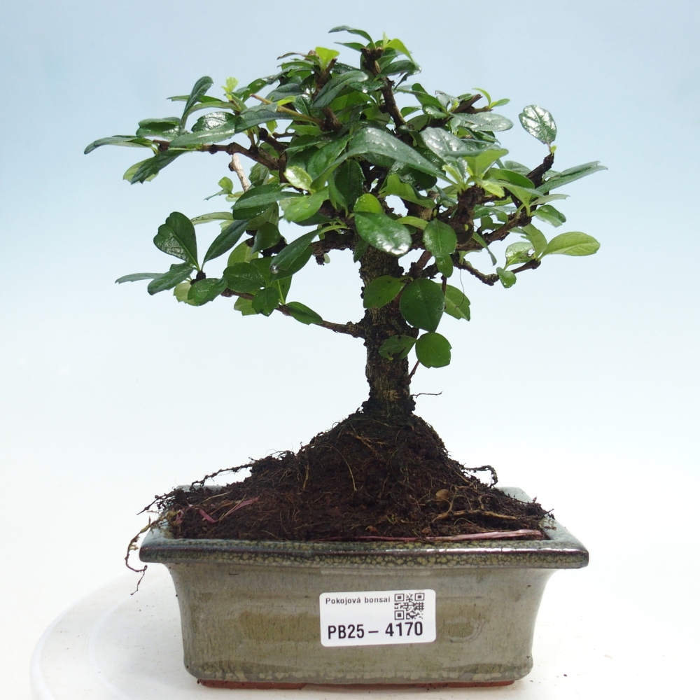 Zimmer-Bonsai - Carmona macrophylla - Tee-Fuki