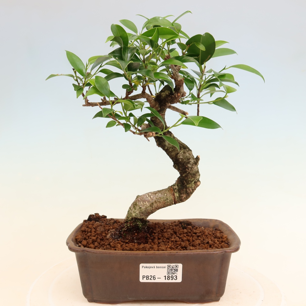 Zimmerbonsai - Ficus retusa - Kleinblättriger Ficus