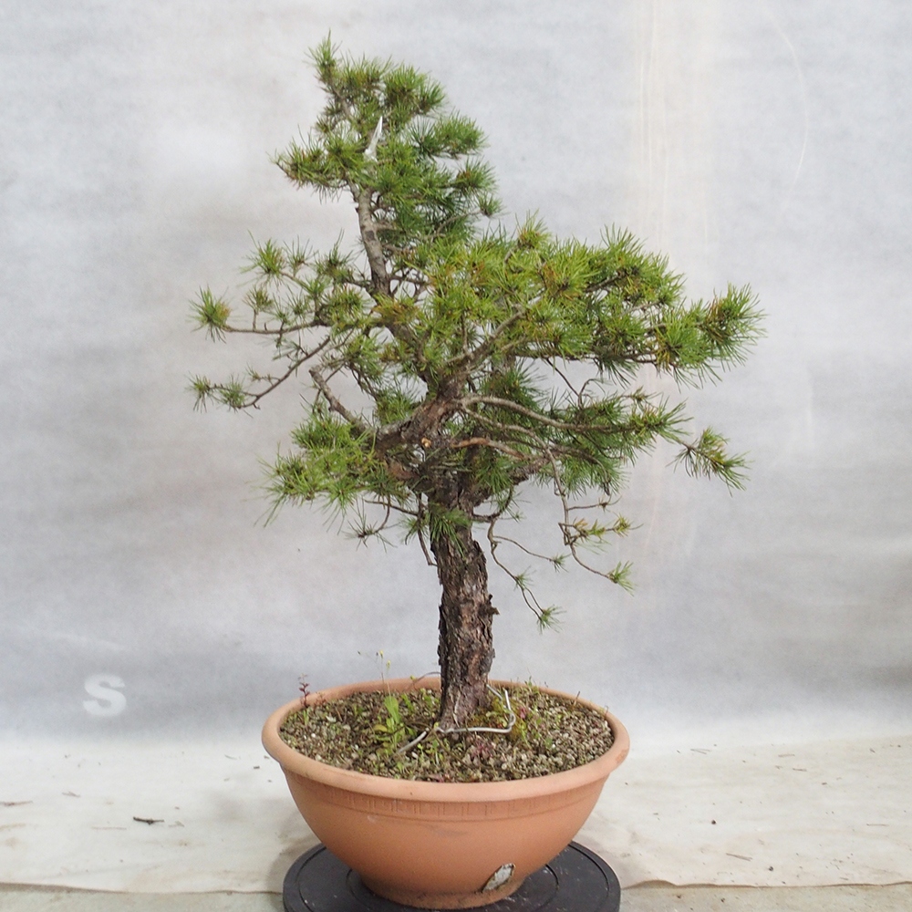 Yamadori - Pinus sylvestris 