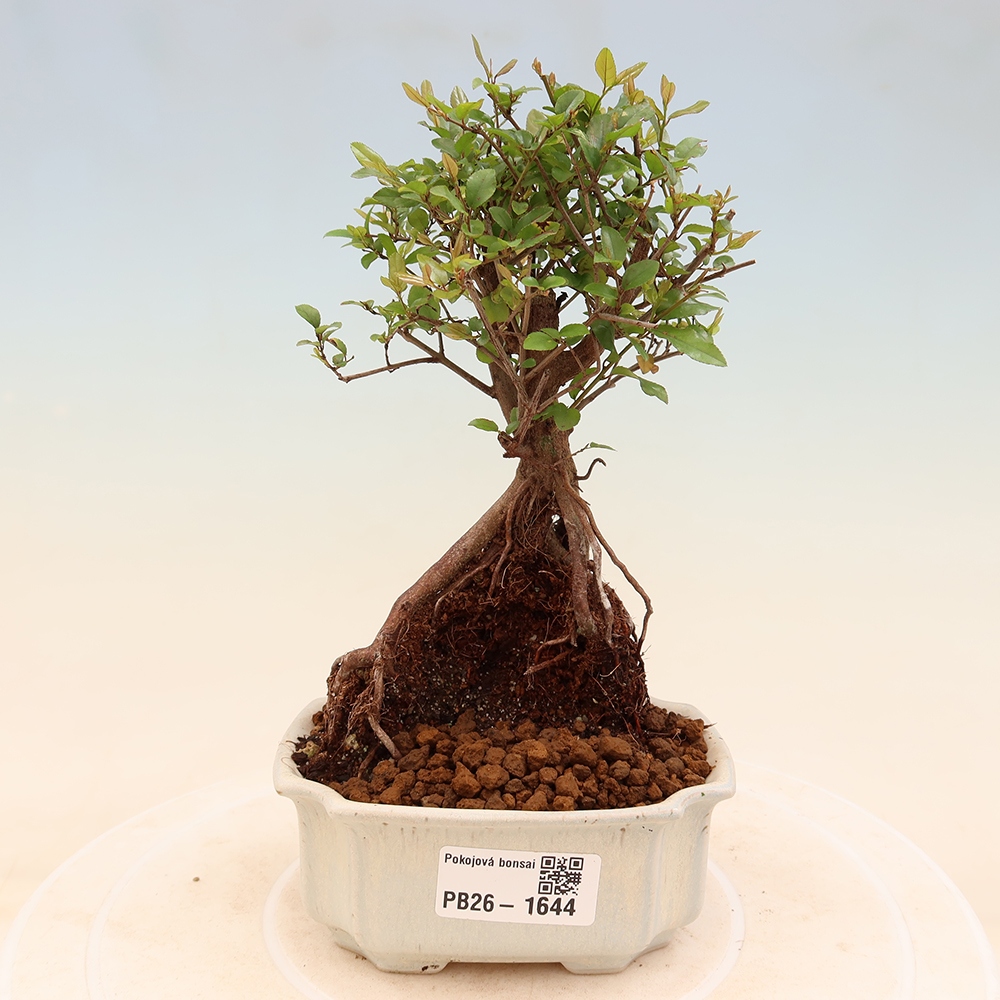 Zimmer Bonsai - Sageretia thea - Sageretia thea
