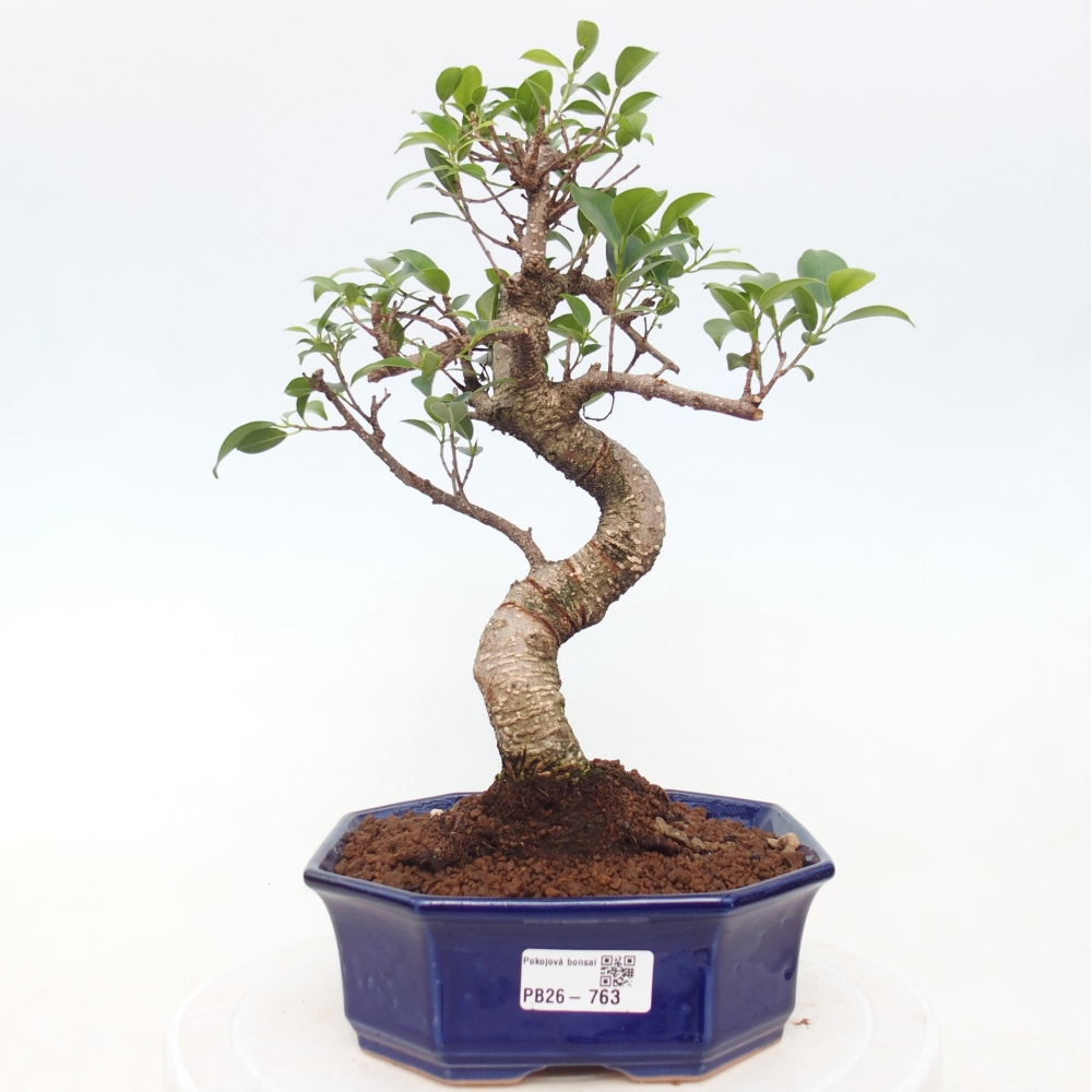Zimmerbonsai - Ficus retusa - Kleinblättriger Ficus